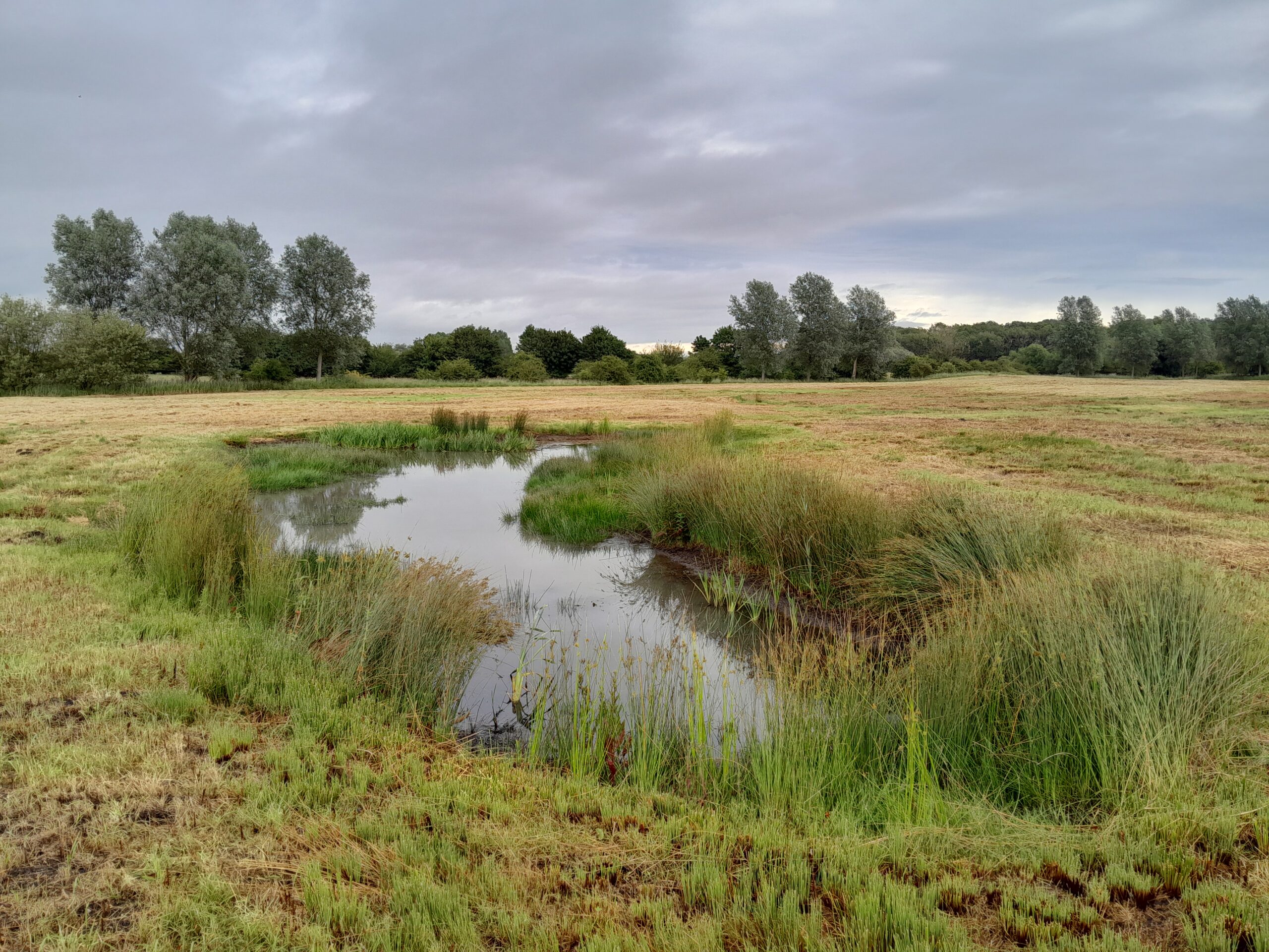 A pond scrape for wading birds at the Chalk Stream Sanctuary