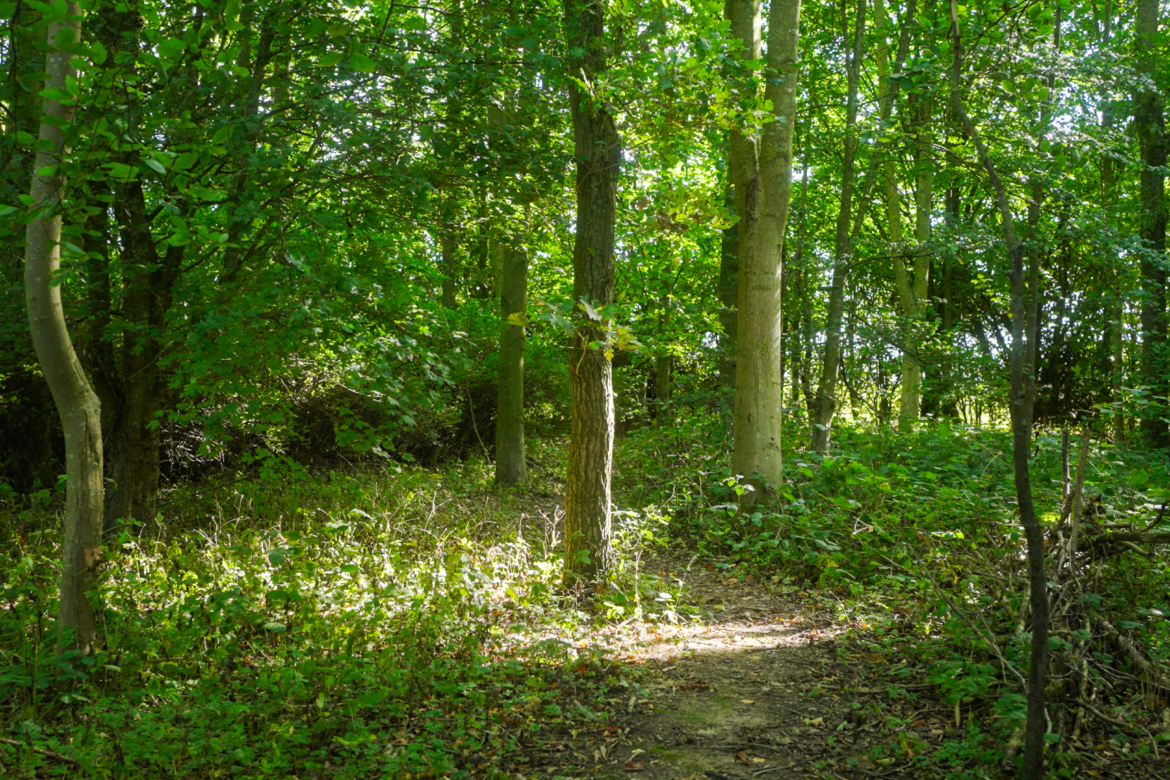Woodland at Wold Escapes 