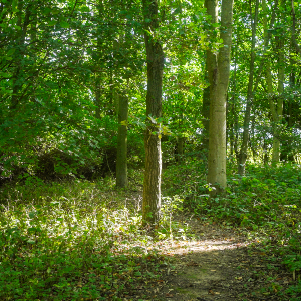 Woodland at Wold Escapes 