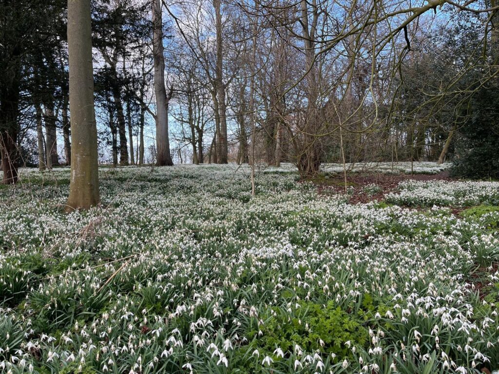 Burton Agnes snowdrop walk