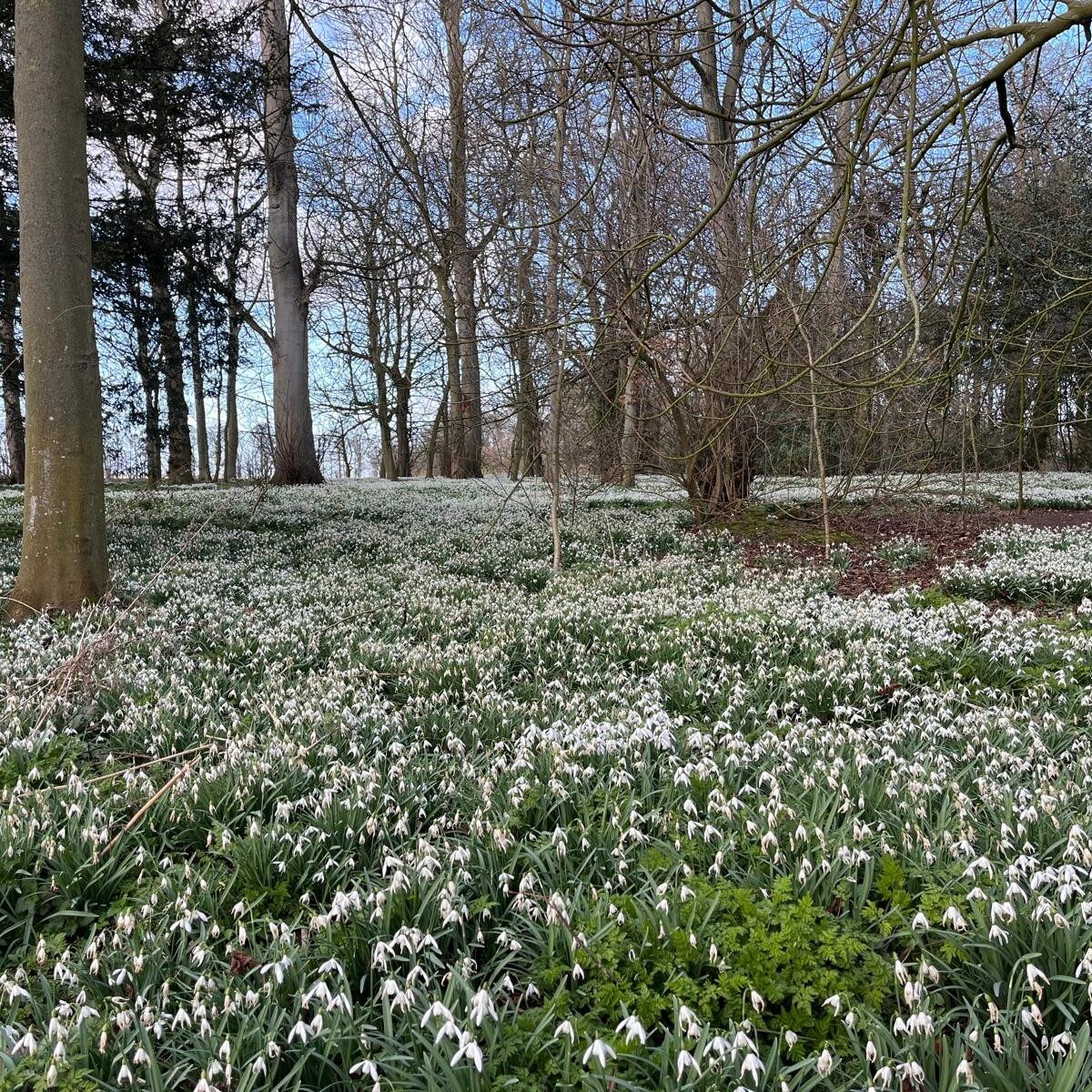 Burton Agnes snowdrop walk