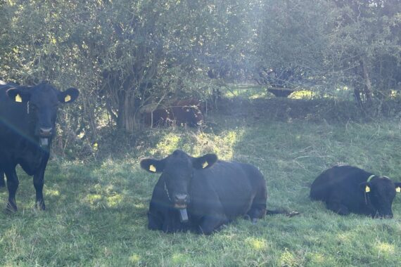 Cattle at JSR's Chalk Stream Sanctuary walk