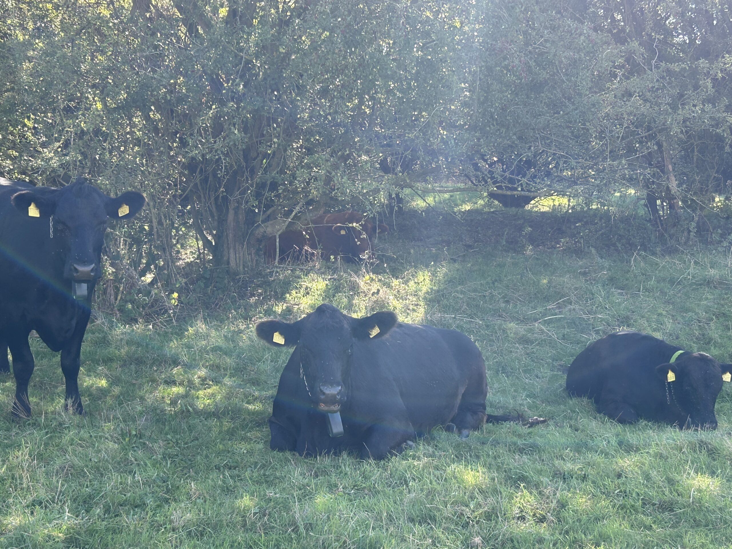 Cows improving the pasture at the Calk Stream Sanctuary