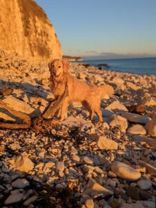 Danes Dyke Dog visiting from Wold Escapes