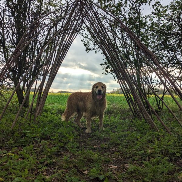 Dog Walk at Wold Escapes 