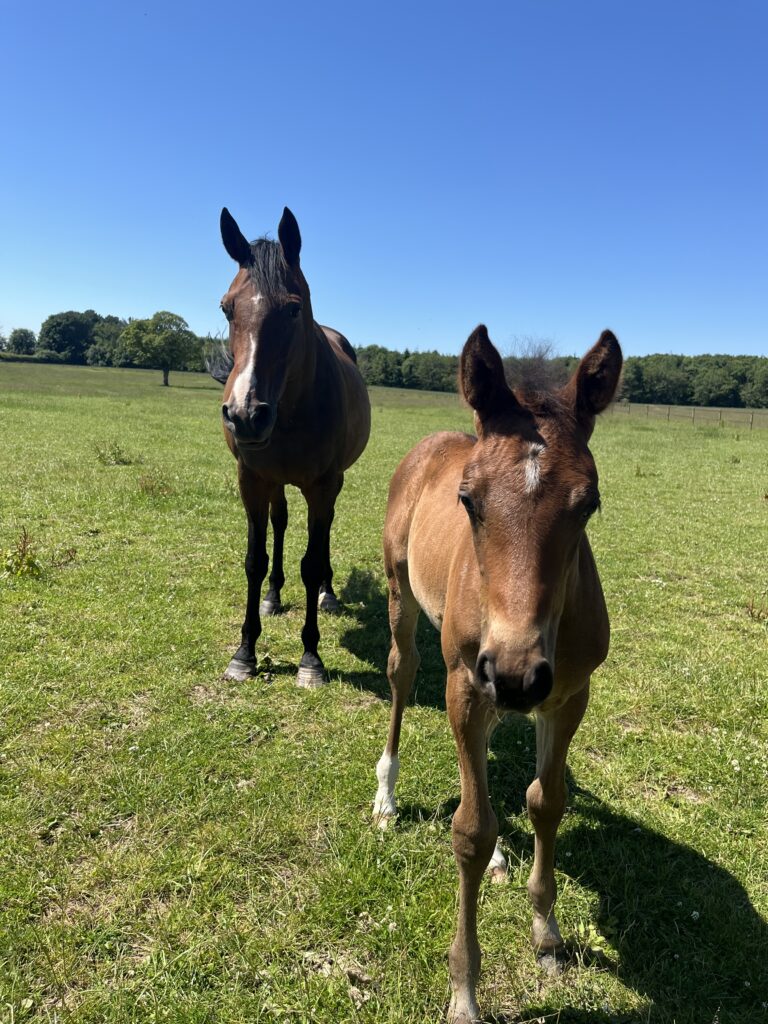 Horses at Wold Escapes