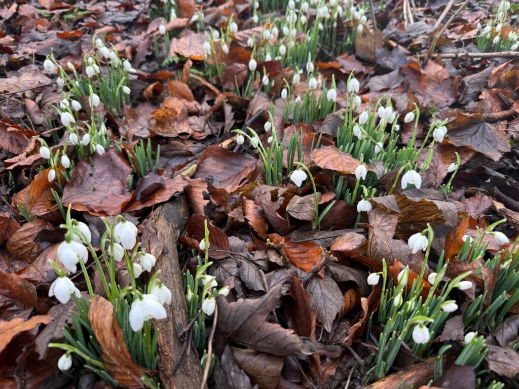 Wold Escapes farm walks with snowdrops