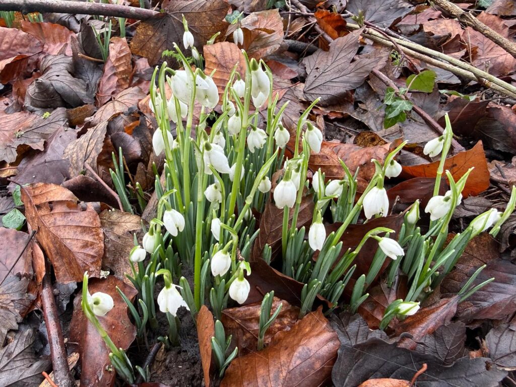 Snowdrops at Wold Escapes