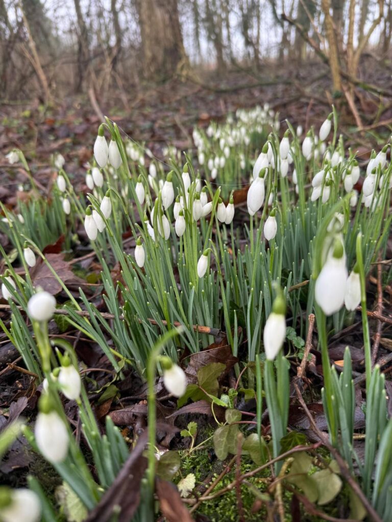 Snowdrops on Wold Escapes farm walk