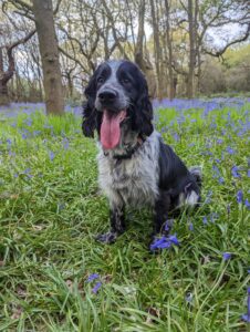 Wold Escapes Dog on the Westwood Beverley