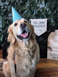 Party hat dog at Wold Escapes