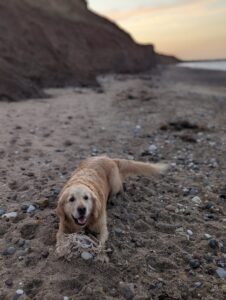 Wold Escapes Dog on the Beach