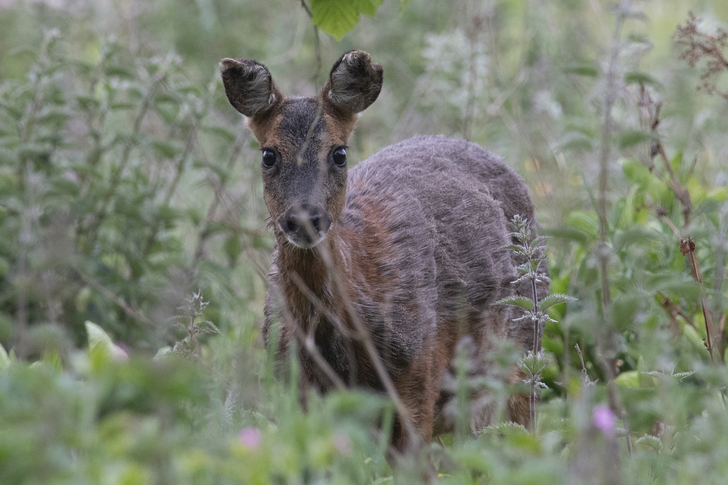 Roe deer at Wold Escapes farm walks